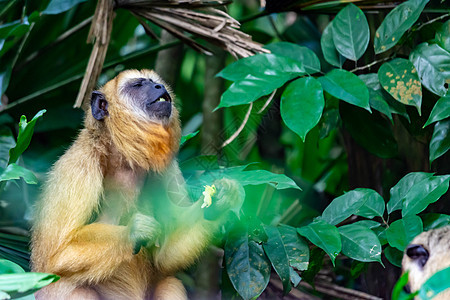 Gibbons 猿或猴子在携带和照料孩子时的猴尾巴迪耶(Hylobatidae) 具有绿色自然背景的野生生物丰富多彩的照片图片