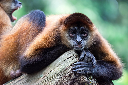 观察和坐在树上时 Primet旁观和坐在树上黑色丛林动物热带生物森林灵长类哺乳动物拉丁棕色图片