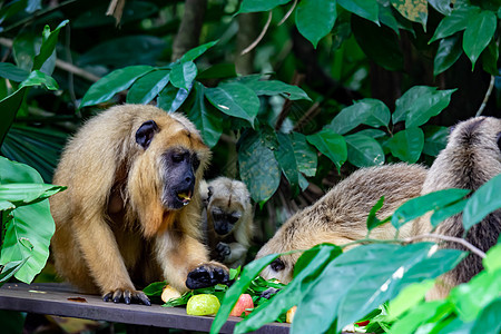 Gibbons 猿或猴子在携带和照料子女时的长臂猿动物群公园森林栖息地人猿脸颊婴儿濒危荒野图片