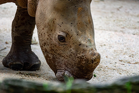在夏拉波尔公园玩耍时 白犀牛婴儿或平滑的犀犀牛 丁模蓝色动物群野生动物犀牛树干动物眼睛喇叭乐趣耳朵图片