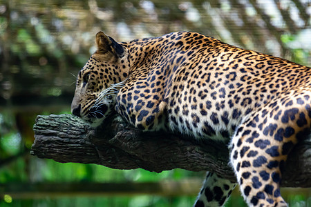 在新加坡动物园的树枝上休息时 一只豹豹豹豹美洲豹豹豹艺术哺乳动物危险猎人热带荒野动物园丛林橙子动物图片
