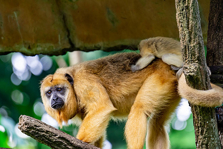 Gibbons 猿或猴子在携带和照料子女时的猿猴女性长臂猿人猿白手毛皮野生动物荒野森林动物园图片