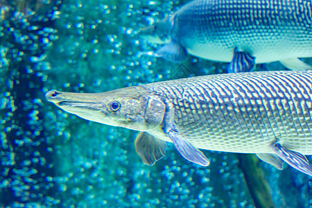 一只鳄鱼在浅海中的某处 在一座巨大的水族馆游泳时皮肤环境生活荒野异国海洋苍蝇淡水动物爱好图片