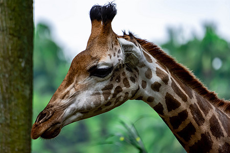 照片来自头部在亚洲某处动物园的照片天空皮肤国家荒野斑点食草眼睛热带脖子动物图片