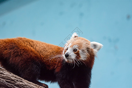 一只非常可爱的小熊猫 也称为小熊猫 红熊猫或红猫熊 同时寻找食物竹子栖息地毛皮森林荒野野生动物动物富根公园哺乳动物图片