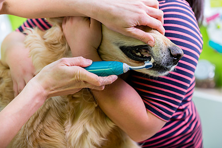 大狗在养狗店接受妇女牙科护理狗屋头发牙刷宠爱牙齿手术牙膏毛皮女性爪子图片