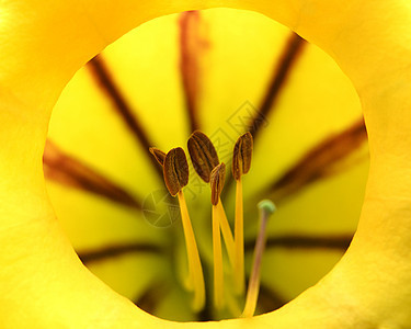 有花粉的黄色花朵图片