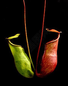 热带阵田植物丛林投手森林陷阱捕手杯子植物群昆虫口袋花园图片