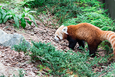 一只非常可爱的小熊猫 也称为小熊猫 红熊猫或红猫熊 同时寻找食物哺乳动物宠物富根动物大熊猫森林荒野毛皮公园竹子图片