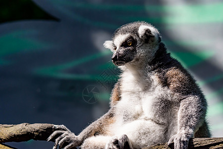 坐在树枝上观察时尾随着Lemur catta的戒指动物动物园热带眼睛公园囚禁婴儿野生动物警报尾巴图片