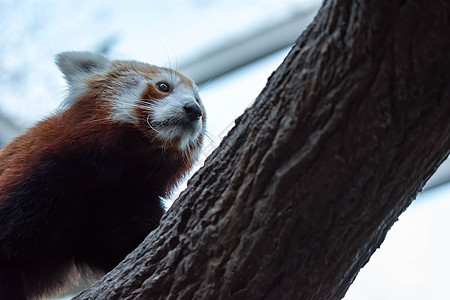 一只非常可爱的小熊猫 也称为小熊猫 红熊猫或红猫熊 同时寻找食物动物富根公园宠物野生动物森林栖息地荒野毛皮竹子图片