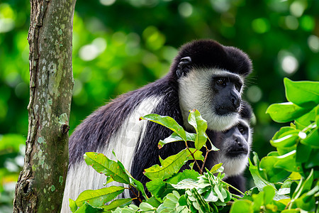 黑色和白色的黑白猴子在坐在树上时好奇地观察动物园旅行丛林哺乳动物生物森林婴儿黑与白动物头发图片