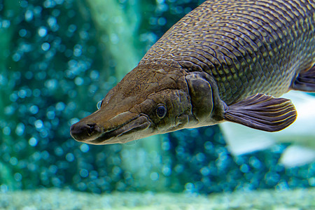 一只鳄鱼在浅海中的某处 在一座巨大的水族馆游泳时环境尾巴化石情调异国蛇皮动物钓鱼爱好荒野图片