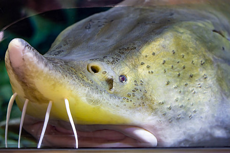 鲟鱼在水族馆水域游泳时的特写照片图片