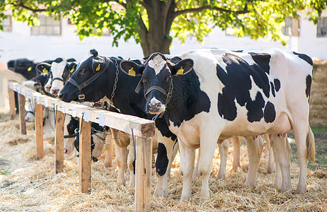 农场里的奶牛 农场里的奶牛牛奶奶油花斑哺乳动物农田日记农业饮料场地奶制品图片