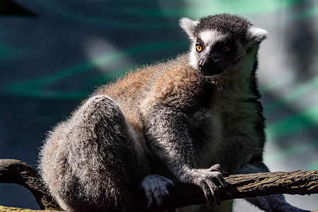 坐在树枝上观察时尾随着Lemur catta的戒指濒危卡塔婴儿哺乳动物动物荒野囚禁毛皮条纹警报图片