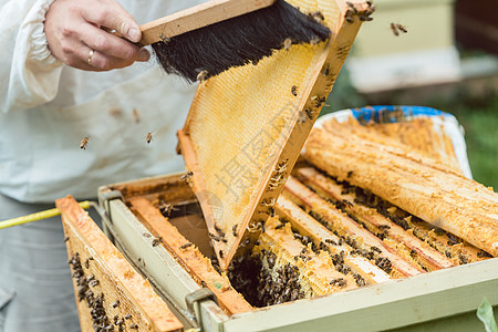 来自蜂窝的养蜂员刷蜜蜂男人殖民地果园蜂房工作农业梳子防护服框架养蜂业图片
