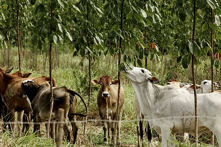 在巴希亚的农场企业男人哺乳动物旅行传统动物奶牛草地家畜湿地图片