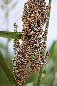 巴希亚高梁种植园植物场地农田温度农业叶子粮食乡村种子热带图片