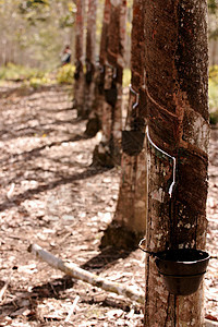 种植橡胶树 用于生产乳胶土地丛林咖啡热带松紧带贸易木材农民森林液体图片