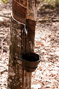 种植橡胶树 用于生产乳胶橡皮丛林液体材料松紧带橡胶农民工植物工业咖啡图片