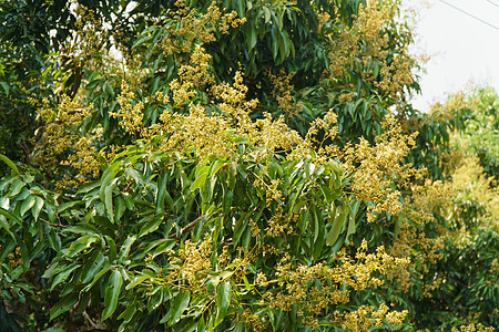 Litchi Lychee 花园花朵 清迈 泰国热带叶子果园园艺绿色植物水果荔枝图片