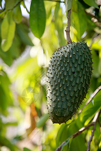 巴希亚的 soursop 种植园果田农业热带农场蔬菜土地叶子食物场地农村图片