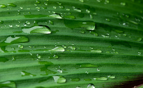 雨后郁郁葱葱的绿叶上的特写水滴绿色植物树叶植物群雨滴雨林生长植物学气泡环境飞沫图片