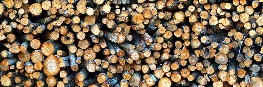 伐木业 砍伐树木堆叠 锯成木板前的原木 树切全景图片