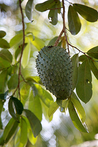 巴希亚的 soursop 种植园农民食物农场场地叶子果田收成农村生产晴天图片