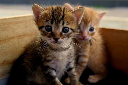 木箱中的小猫爪子猫科哺乳动物猫咪宠物毛皮动物头发小狗虎斑图片