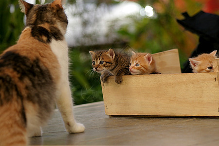 木箱中的小猫毛皮虎斑猫科头发爪子动物哺乳动物宠物猫咪小狗图片
