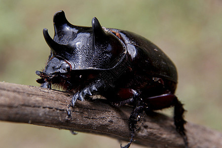 甲壳虫鞘翅目犀牛动物群生物棕色动物情调野生动物漏洞喇叭图片
