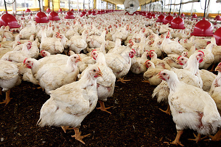 在巴西的鸡肉养鸡场农场牧场马背鸡舍养殖动物小鸡商业工厂农业背景图片
