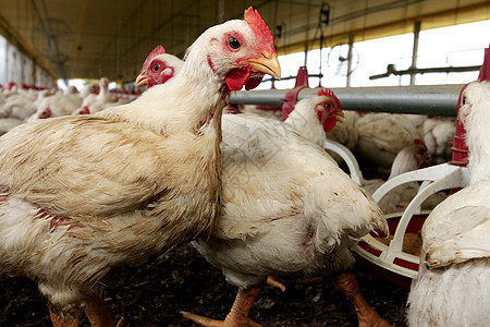 在巴西的鸡肉养鸡场商业工厂白色工业动物小鸡牧场家禽鸡舍农场图片