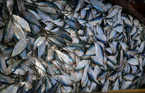 沙丁鱼港的鱼类贸易海鲜渔夫太阳渔民保护野生动物海滩钓鱼运输渔船图片