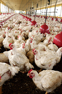 巴西农场在巴西的鸡肉养鸡场白色马背商业动物鸡舍食物家禽农业工业小鸡背景