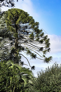 南洋杉 Araucana 树在前卫公园松树农村生态植物群环境森林热带树枝针叶图片