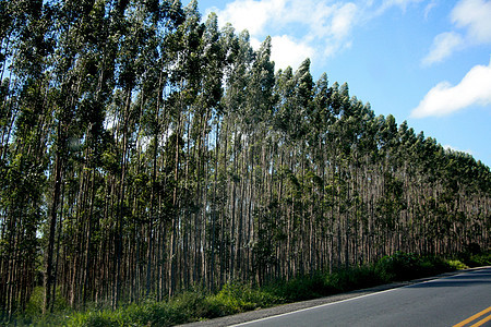 南部Bahhia的eucalyptus种植园木头桉树天空工厂植物树木农场农民纤维素森林图片