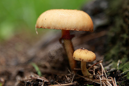 盐碱酯中的真菌季节绿色森林食物烹饪菌类苔藓植物图片