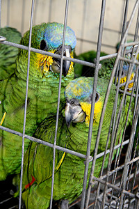 贩运野生动物囚犯荒野自由鸟舍丛林动物园畜牧业动物雨林动物群图片