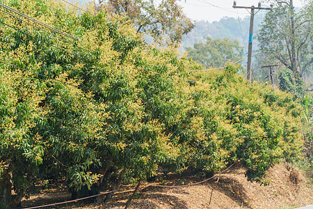 Litchi Lychee 花园花朵 清迈 泰国绿色果园水果园艺热带植物叶子荔枝背景图片