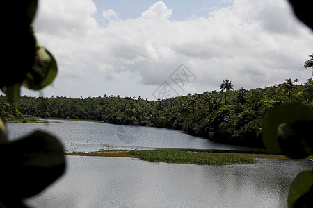 Salvador 的dicuacu 环礁湖晴天溪流旅游植物群远足森林山谷池塘睡莲支撑图片