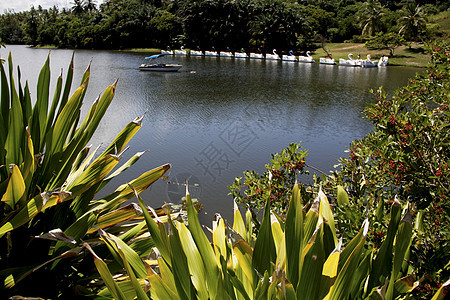 Salvador 的dicuacu 环礁湖热带淡水旅游植物群池塘瀑布雨林叶子睡莲森林图片