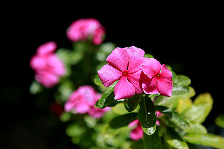 家用鲜花生产兰花花瓣植物群园艺植物学农业环境植物花园图片