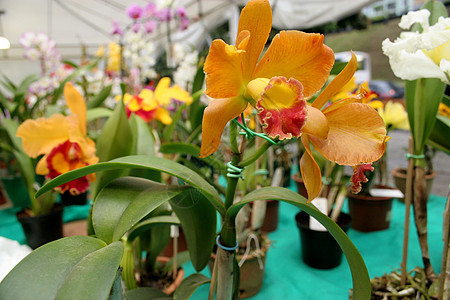 装观植物展花朵园丁绿树蔬菜园艺花店城市景观花园绿色图片