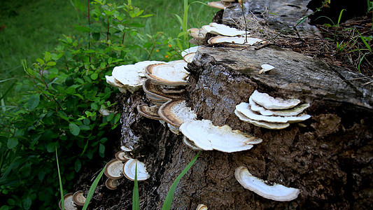树干上的真菌植物苔藓森林食物绿色季节菌类烹饪图片