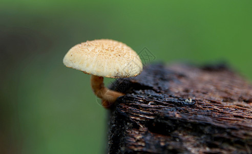 盐碱酯中的真菌季节菌类烹饪森林绿色食物植物苔藓图片