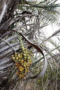 利木花花利库水果椰子蔬菜绿色种子农业植物叶子图片