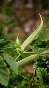 在巴希亚bahia的okra种植园秋葵农场饮食绿色营养食品食物农业美食收成图片